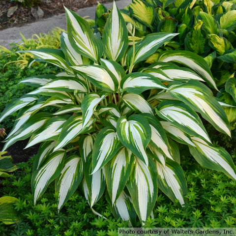 Hosta - Cool as a Cucumber