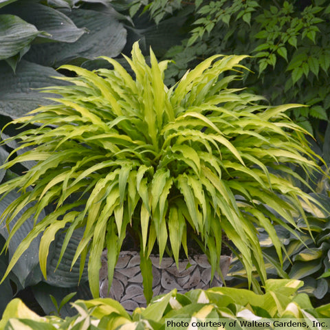 Hosta - Curly Fries