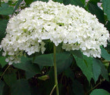 Hydrangea - Annabelle