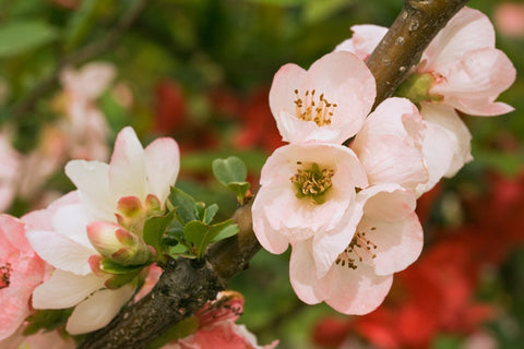 Chaenomeles "Toyo Nishiki"