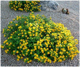 Lantana - New Gold