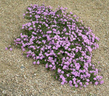 Lantana - Trailing Lavendar