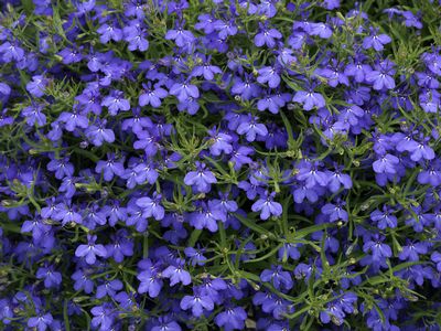 Lobelia - Techno Electric Blue