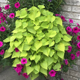 Sweet Potato Vine - Margarita