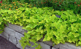 Sweet Potato Vine - Margarita