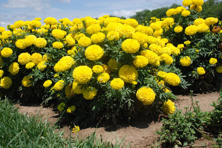 Marigold - Taishan Yellow