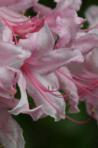 Native Azalea - Spring Sensation