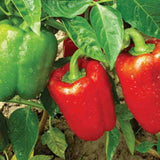 Sweet Bell Pepper - California Wonder