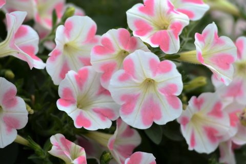 Petunia - Surfinia Heartbeat