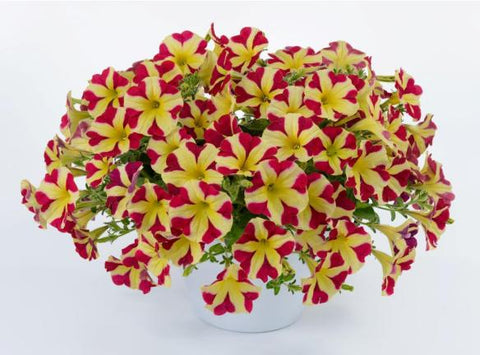 Petunia - Amore Queen of Hearts