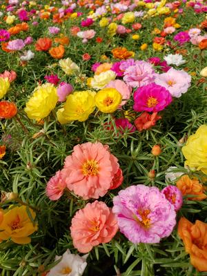 Portulaca - Sundial Mix
