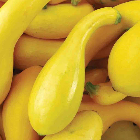 Crook-Neck Squash - Dixie