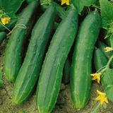 Cucumber - Straight Eight