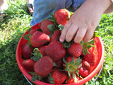 Farm Fresh Strawberries