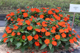 Sunpatiens - Compact Electric Orange