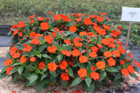 Sunpatiens - Compact Electric Orange