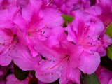 Encore Azalea - Autumn Royalty