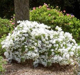Encore Azalea - Autumn Moonlight