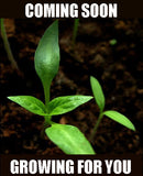 Sweet Bell Pepper - California Wonder