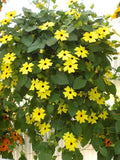 Black-Eyed Susan Vine