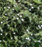 11" Hanging Basket - Bridal Veil