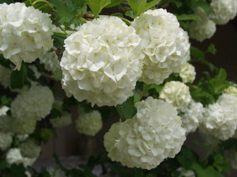 Chinese Snowball Bush