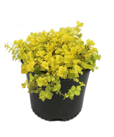 Creeping Jenny - Goldi