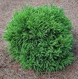 Cryptomeria - Globosa Nana