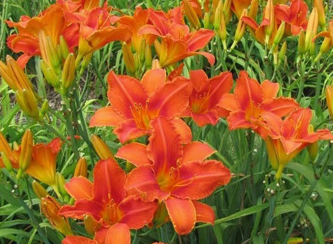 Daylily - Alabama Jubilee