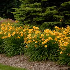 Daylily - Stella D'Oro