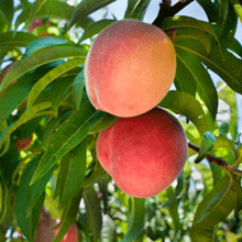 Peach - Elberta