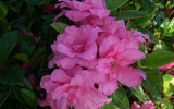 Encore Azalea - Autumn Carnation