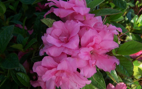 Encore Azalea - Autumn Carnation