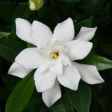 Gardenia - Frostproof