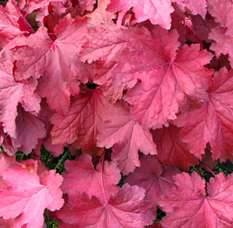 Coral Bells - Magma