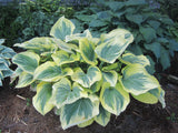 Hosta - Liberty
