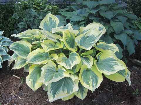 Hosta - Liberty