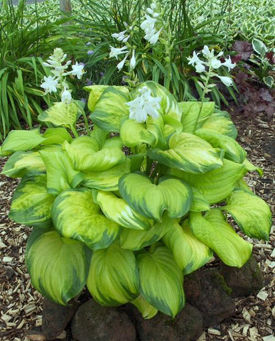 Hosta - Stained Glass