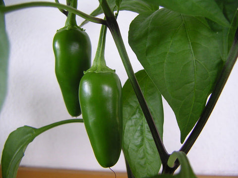 Hot Pepper - Jalapeno