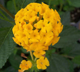 Lantana - New Gold