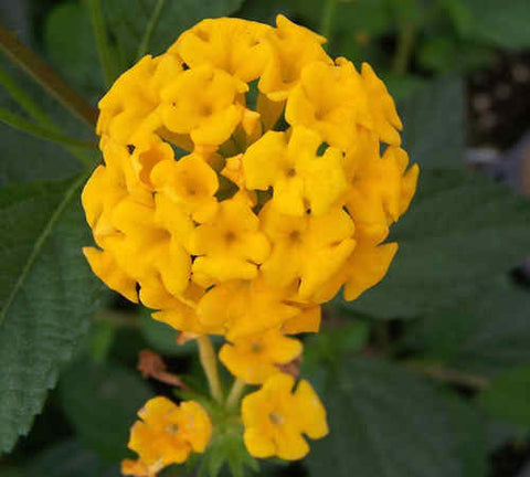 Lantana - New Gold
