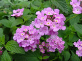 Lantana - Trailing Lavendar