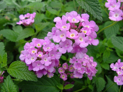 Lantana - Trailing Lavendar