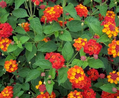Lantana - Dallas Red