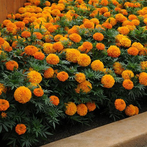 Marigold - Taishan Orange