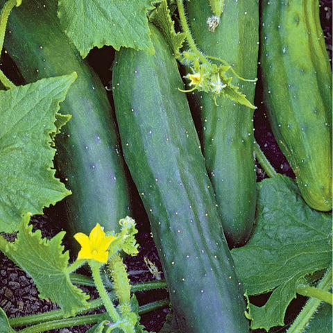 Cucumber - Marketmore