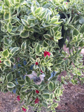 Dorotheanthus (Mezoo Plant) - Trailing Red