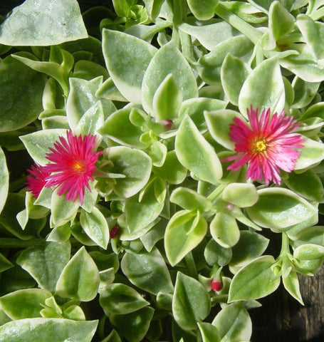 Dorotheanthus (Mezoo Plant) - Trailing Red