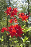 Native Azalea - Radiant Red