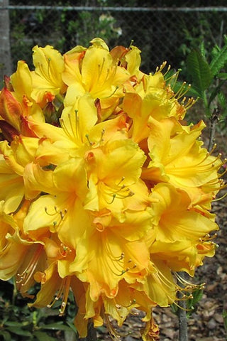 Native Azalea - Spring Fanfare